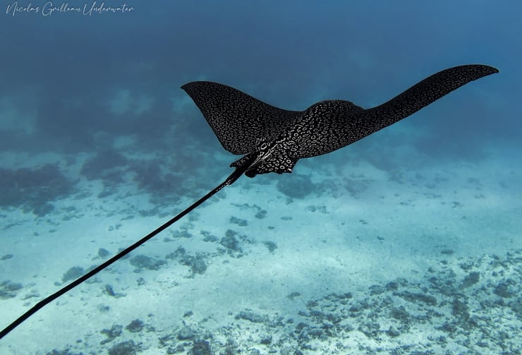 raie leopard whitespotted eagle ray facts tahiti moorea
