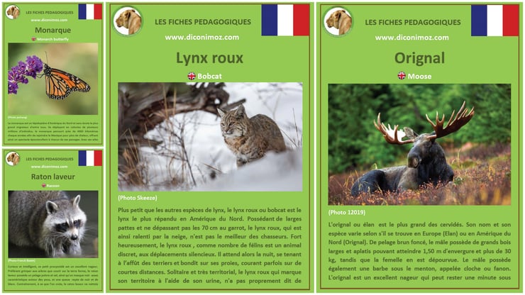 fiches animaux du canada et du quebec pdf a telecharger et à imprimer pour l'ecole ou la maison canadian animals fact orignal raton laveur monarque lynx roux