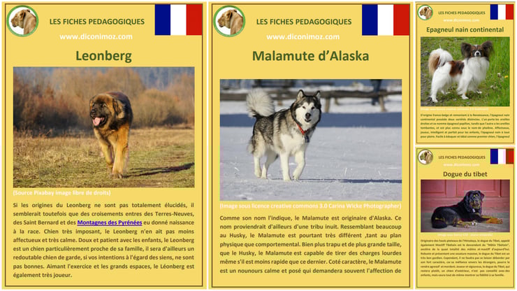 fiche animaux animal de compagnie  chien à telecharger et a imprimer pdf comportement origine caractere race leonberg malamute d'alaska epagneul nain continental dogue du tibet