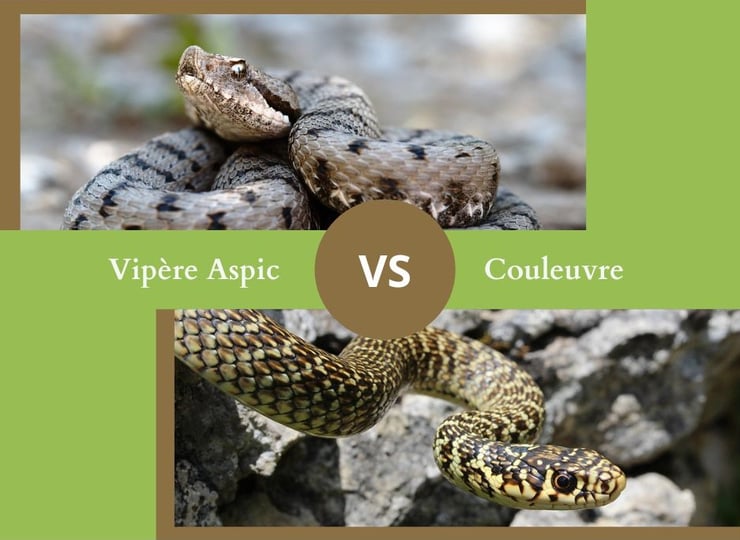 ne confondez plus la vipere et la couleuvre