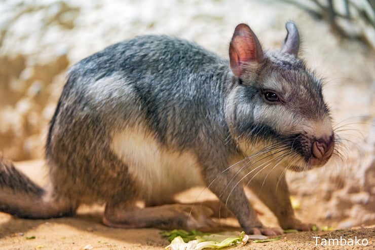 viscache des plaines fiches animaux mammiferes commencant par v 