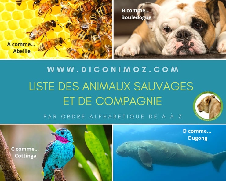 liste des animaux du monde par ordre alphabétique sauvages et de compagnie domestiques