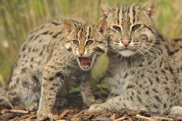 le chat pêcheur - Le maître des marécages