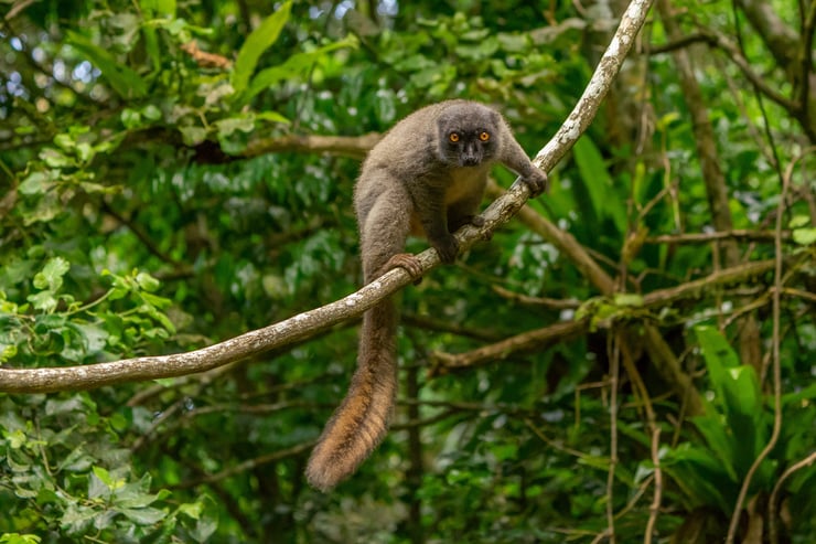 happalemur doré golden bamboo lemur