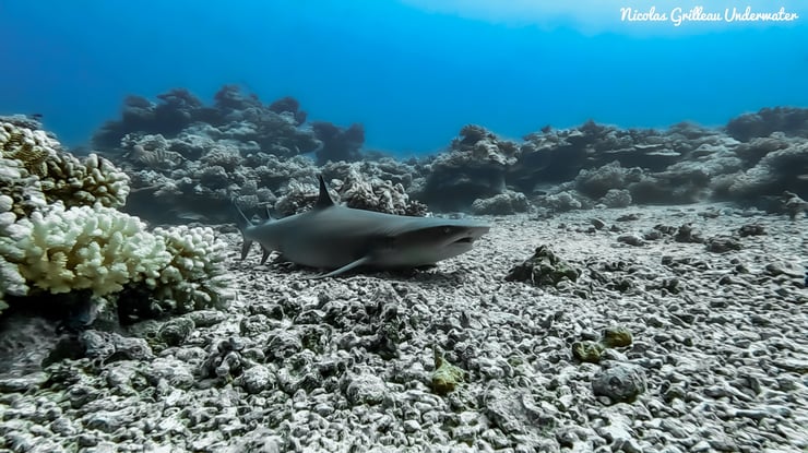 fiche pedagogique du requin pointe blanche animaux marins de polynesie ocean pacifique