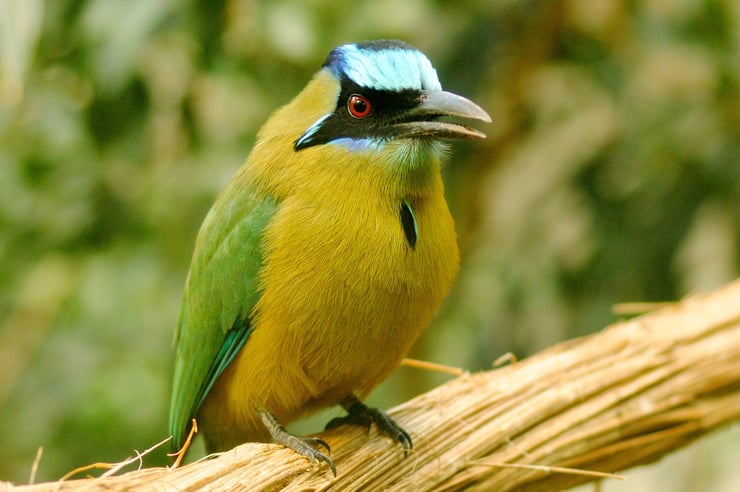 motmot houtouc fiche animaux oiseaux turquoise browed motmot animal facts bird