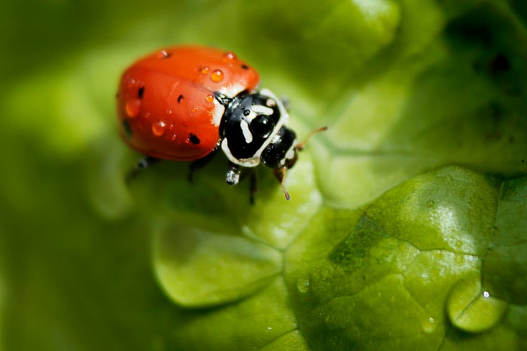 les coccinelles se nourrissent de pucerons insectes utiles