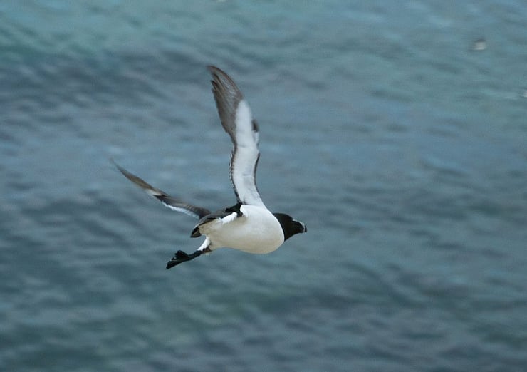 petit pingouin en vol alca torda razorbill fly
