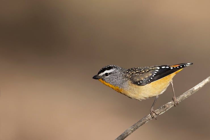 parladote pontillé oiseau endémique d'Australie