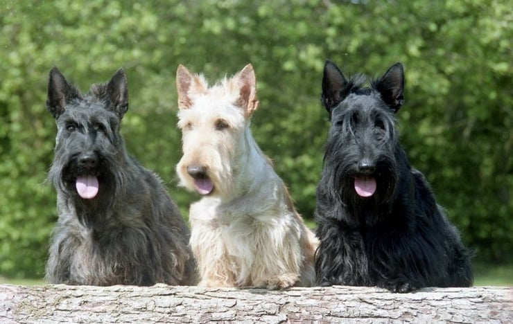 fiche chien race scottish terrier whisky blanck and white comportement caractere origine