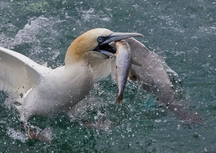 fou de bassan avec poisson dans le bec alimentation regime alimentaire