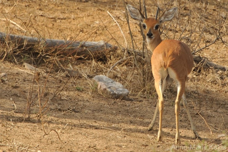 es antilopes d'Afrique steenbok fiches animaux thematique habitat repartition poids taille alimentation reproduction