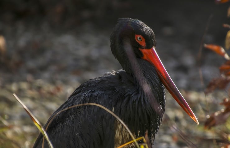 fiche oiseaux cigogne noire