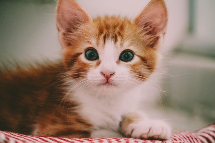 photo de chaton roux et blanc aux yeux verts cute white and red baby cat kitten