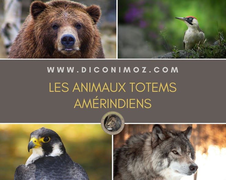 Les animaux totem amérindiens : origine, significations et conseil pour trouver le vôtre