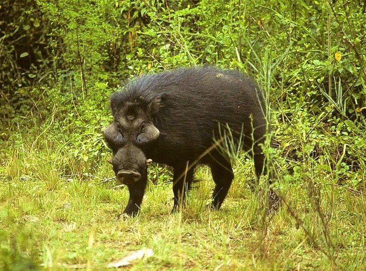 hylochere fiche animaux suides animal facts giant foresst hog cochons sauvages