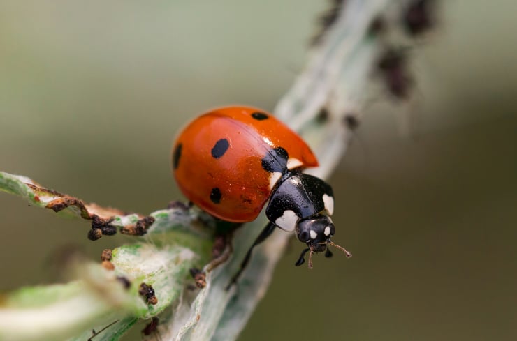 la coccinelle une alliée de taille pour nos jardins contre les pucerons
