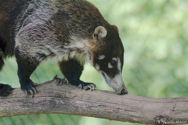 coati a nez blanc fiche animaux amerique central taille poids distribution alimentation