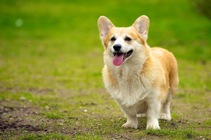 welsh corgi chien de la reine d'angleterre elisabeth 2