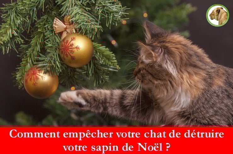 comment empecher son chat de détruire son sapin de noel proteger arbre eloigner boules guirlandes
