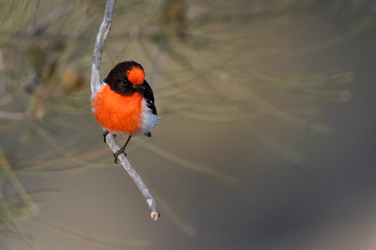 miro à front rouge Petroica goodenovii