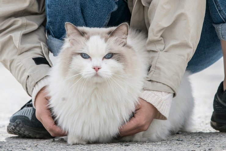 comportement temperament origine et caracteristiques du ragdoll