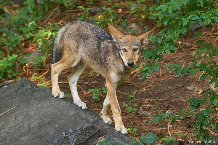 loup rouge juvenile louveteaux fiche animaux animal fact young red wolf