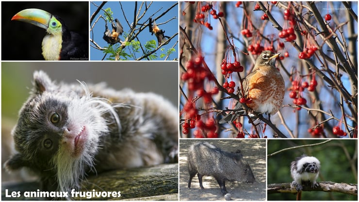 animaux frugivores 