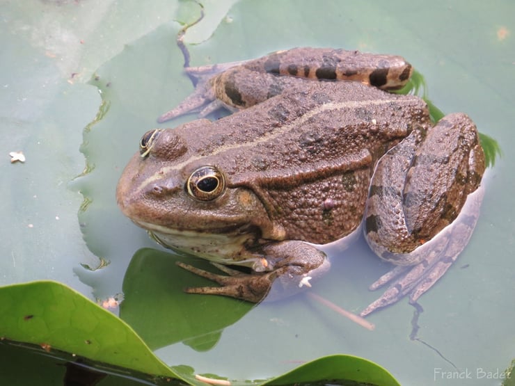 grenouille animaux qui hibernent hibernation
