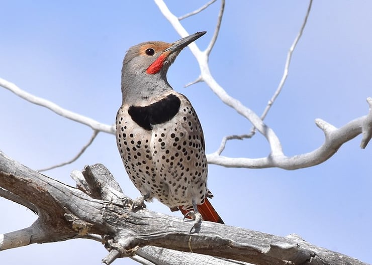 pic flamboyant fiche animaux oiseaux animal facts bird northern flicker)