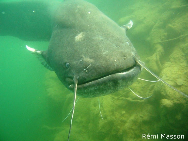 silure espece invasive en france