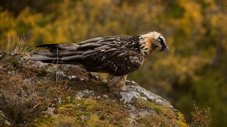 gypaete barbu casseur d'os alpes suisses faune aviaire