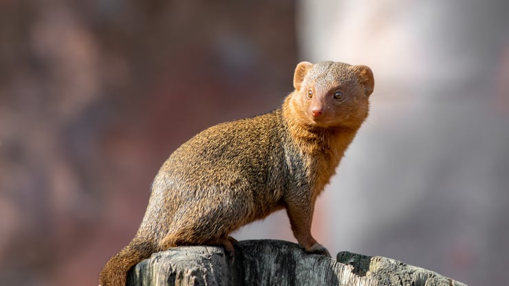 animaux herpestidés définition