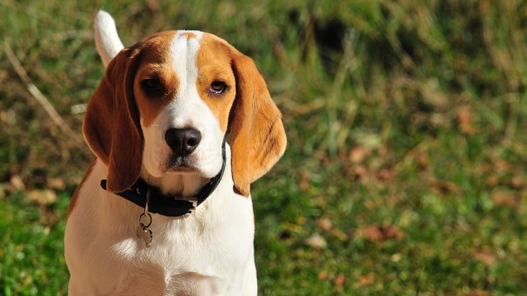 beagle fiche chien animaux caractere comportement origine poil couleur