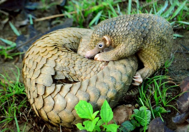pangolin de Malaisie huile de palme traffic