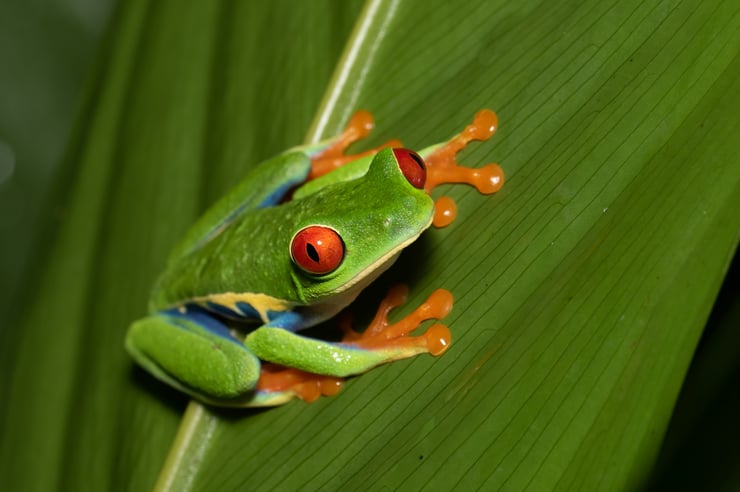 grenouille au yeux rouges