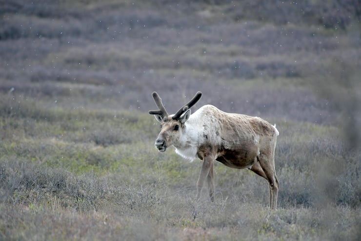 Le caribou : une espèce en danger