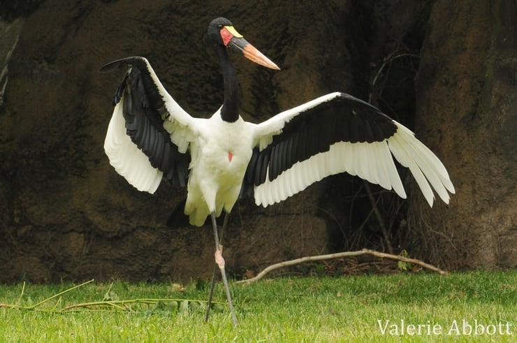 jabiru afrique fiche animaux oiseaux animal bird fact african