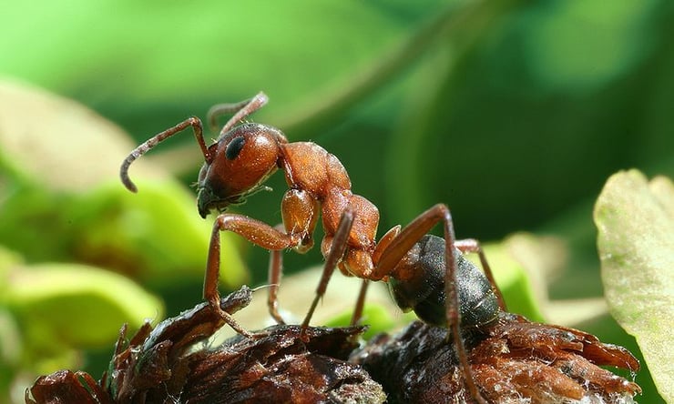 fourmi rousse des bois animaux aux supers pouvoirs