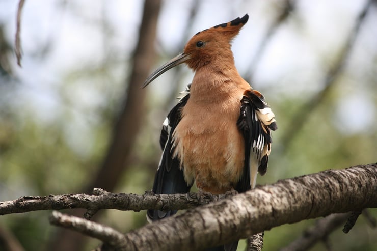 galerie photo huppe fasciee oiseaux des forets francaises