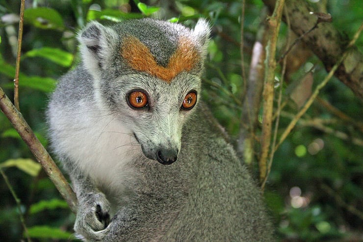 lemur couronne fiche animaux de madagascar
