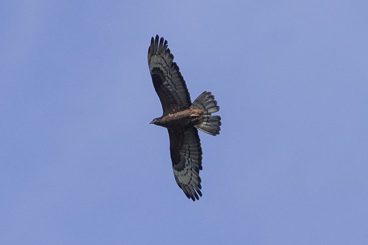 bondree apivore en vol envergure rapace oiseaux de proie