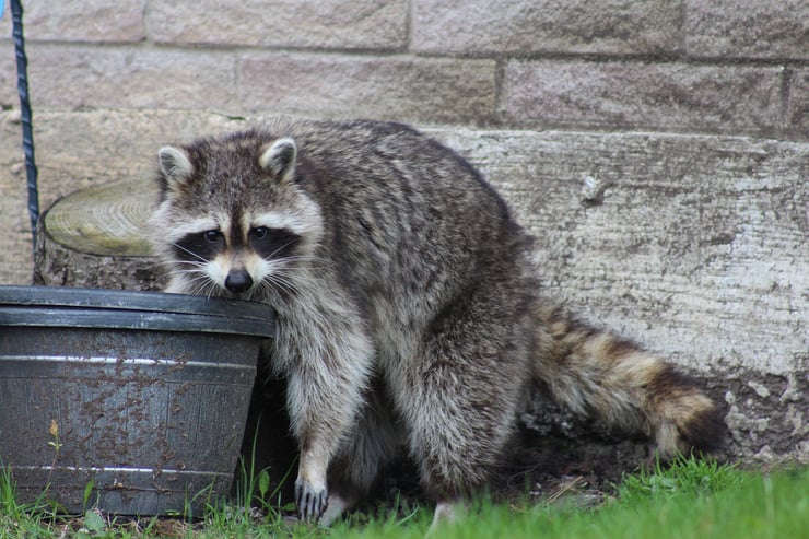 raton laveurs environnement urbain etats unis