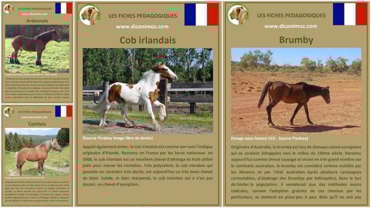 fiche cheval chevaux à telecharger et a imprimer pdf comportement origine caractere robe race ardennais brumby cob irlandais comtois