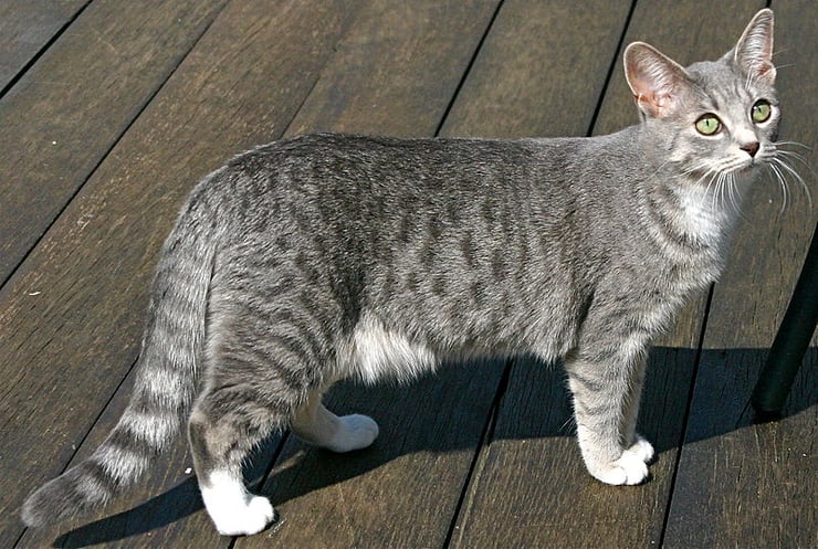 mau egyptien fiche animaux chat animal factq cats egyptian mau
