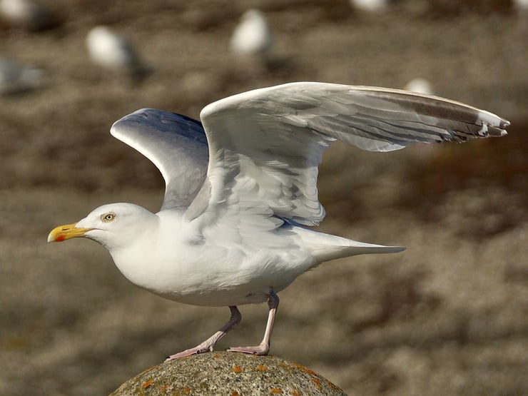 goeland argente fiche oiseaux animaux