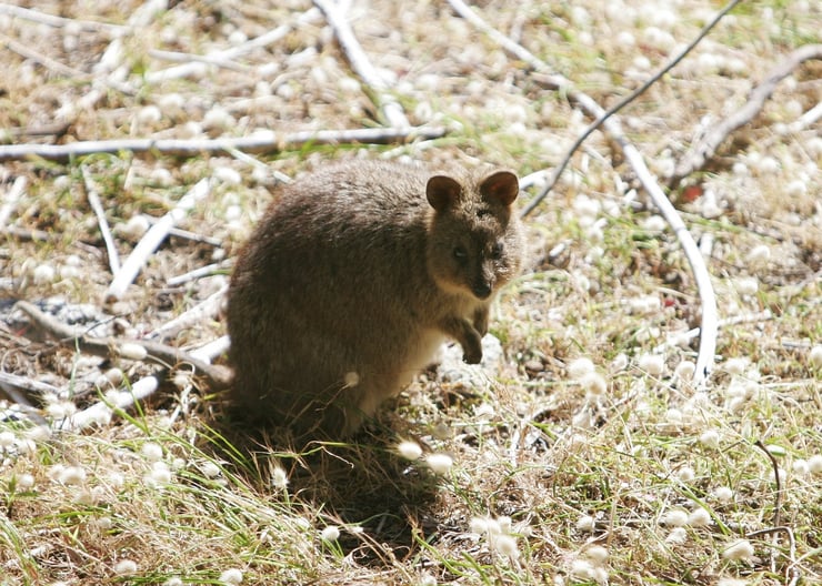 le quokka animal charmant et emblématique d'Australie