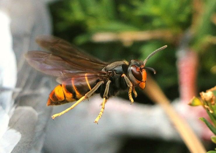 reconnaissance du frelon asiatique