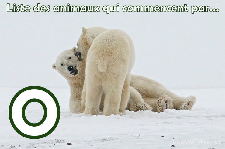 liste des animaux qui commencent par la lettre O