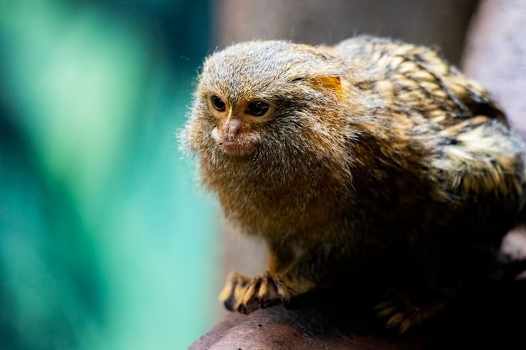 ouistiti nain pygmée longevite alimentation reproduction prédateur